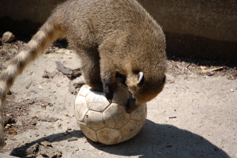 File:Coati2008.JPG