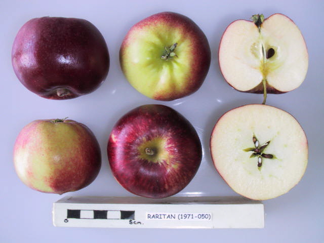 File:Cross section of Raritan, National Fruit Collection (acc. 1971-050).jpg