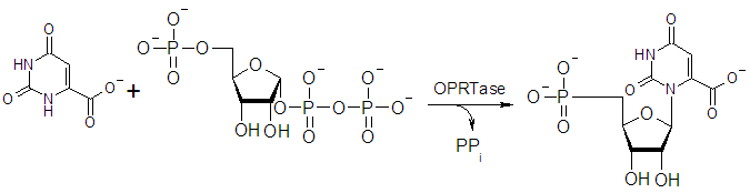 File:De-Novo-OPRTase.PNG