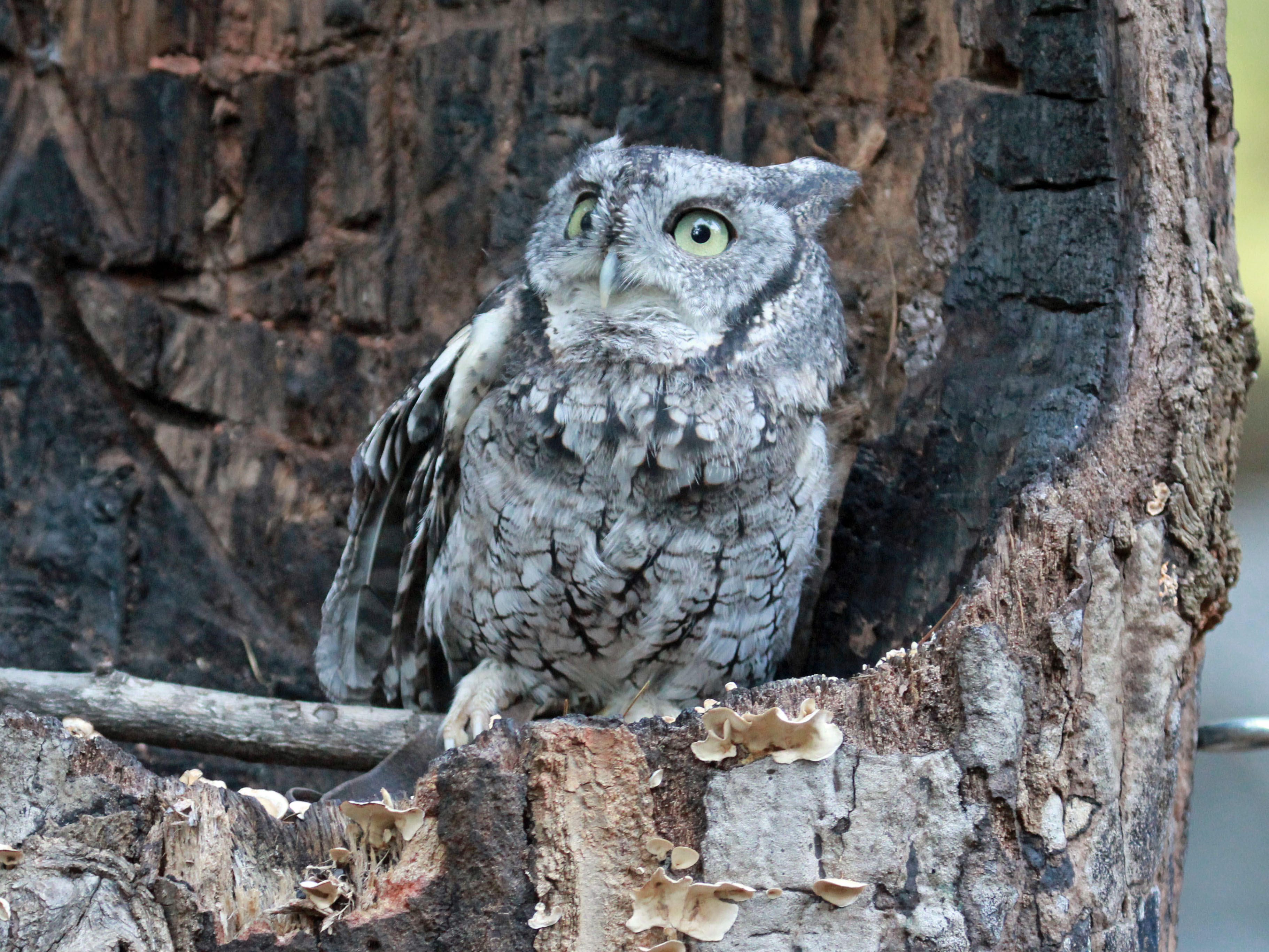 Screech sdbyrim. Megascops ASIO. Eastern Screech Owl. Red phase Eastern Screech Owl.