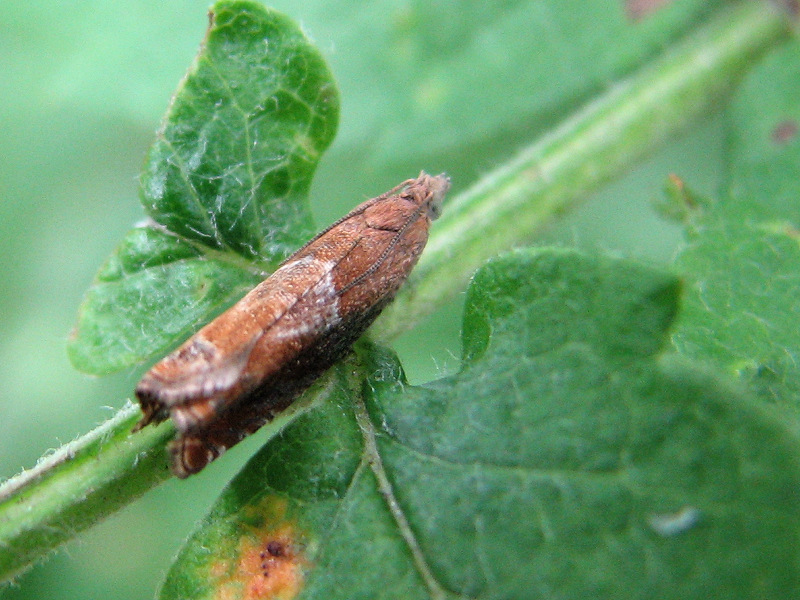 File:Epinotia tenerana.jpg