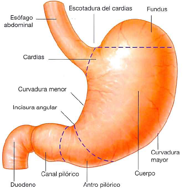 Archivo:Estomago Esquema.jpg - Wikipedia, la enciclopedia libre