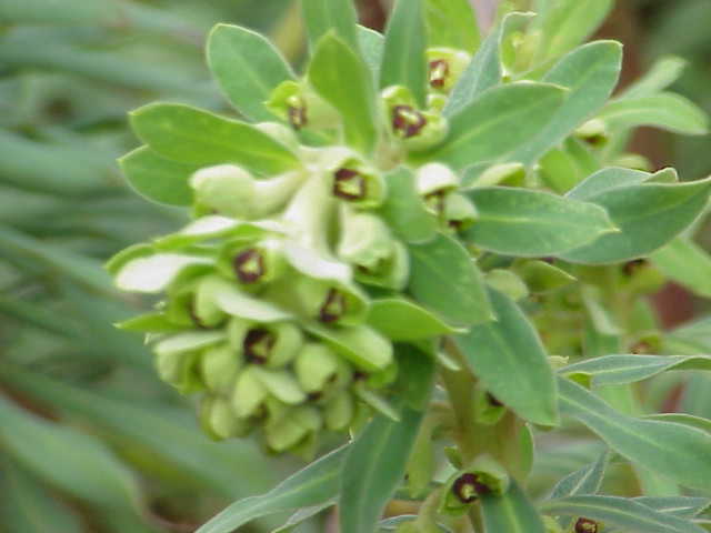 File:Euphorbia characias wulfenii1.jpg