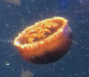 cannonball jellyfish