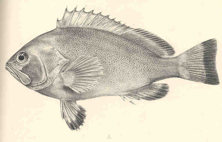 File:FMIB 36035 Epinephelus spiniger.jpeg