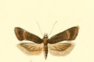 <i>Filatima spurcella</i> Species of moth