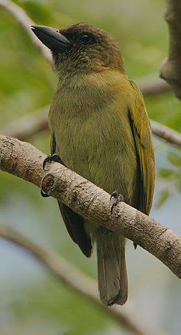 <span class="mw-page-title-main">Green barbet</span> Species of bird