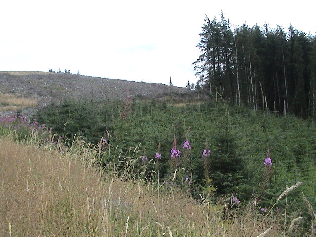 File:Forest - geograph.org.uk - 41762.jpg