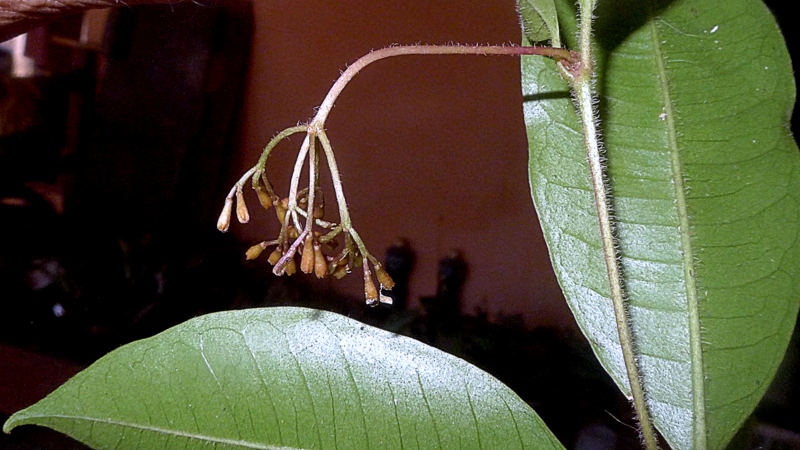 Guapira sp., Nyctaginaceae, Atlantic forest, northern littoral of Bahia, Brazil (21263227670).jpg