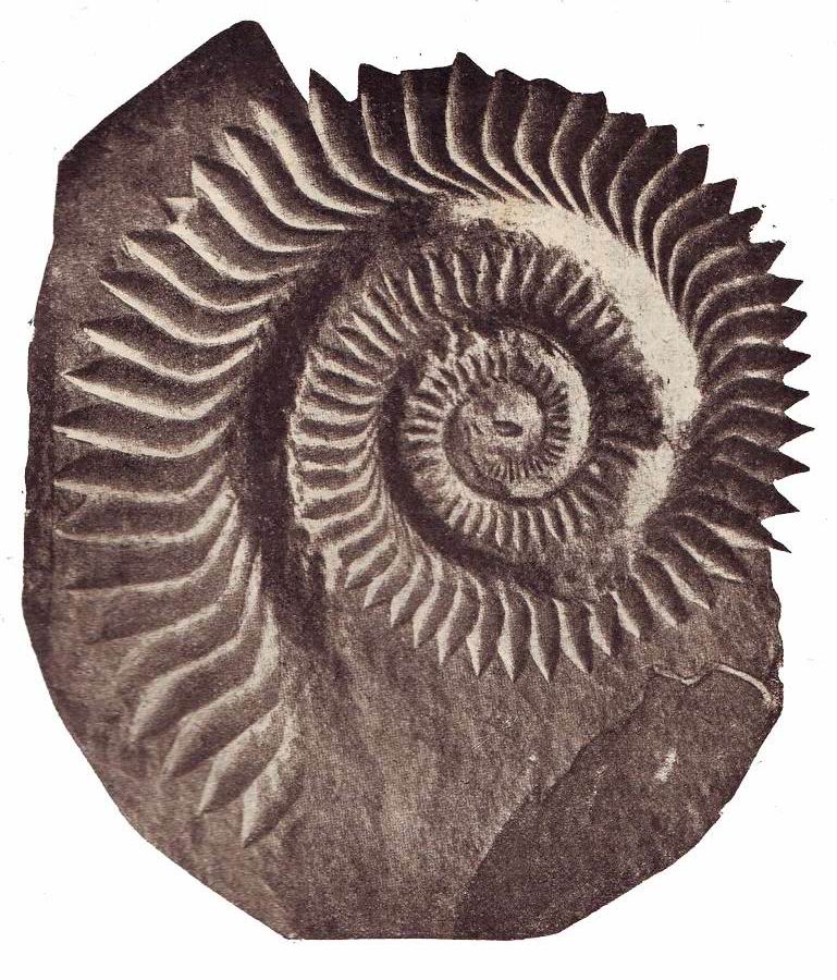 Helicoprion_Bessonovi2.jpg