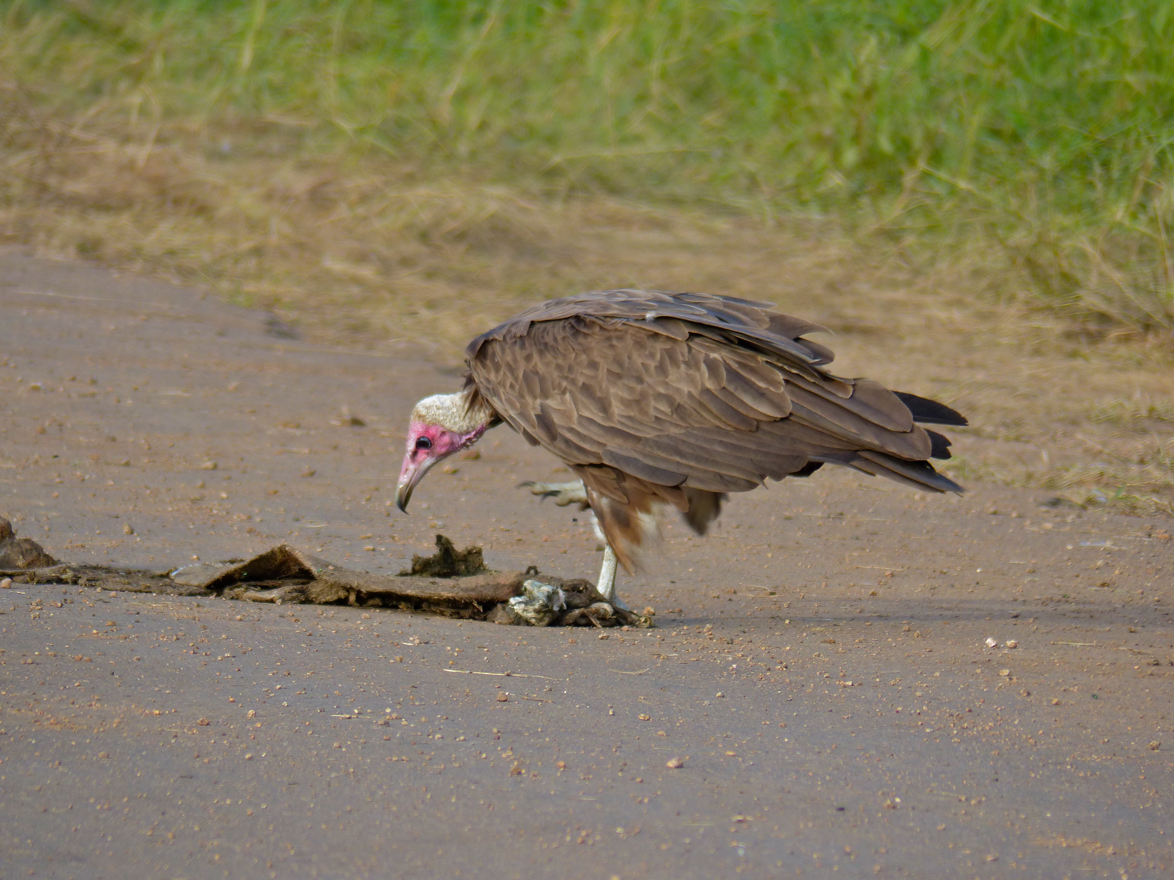 Hooded Vulture (Necrosyrtes monachus) (12884224884).jpg