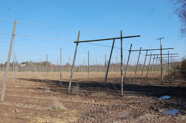 File:Hop field near Bosbury - geograph.org.uk - 1740390.jpg