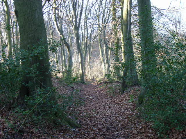 File:Howe Wood - geograph.org.uk - 115080.jpg