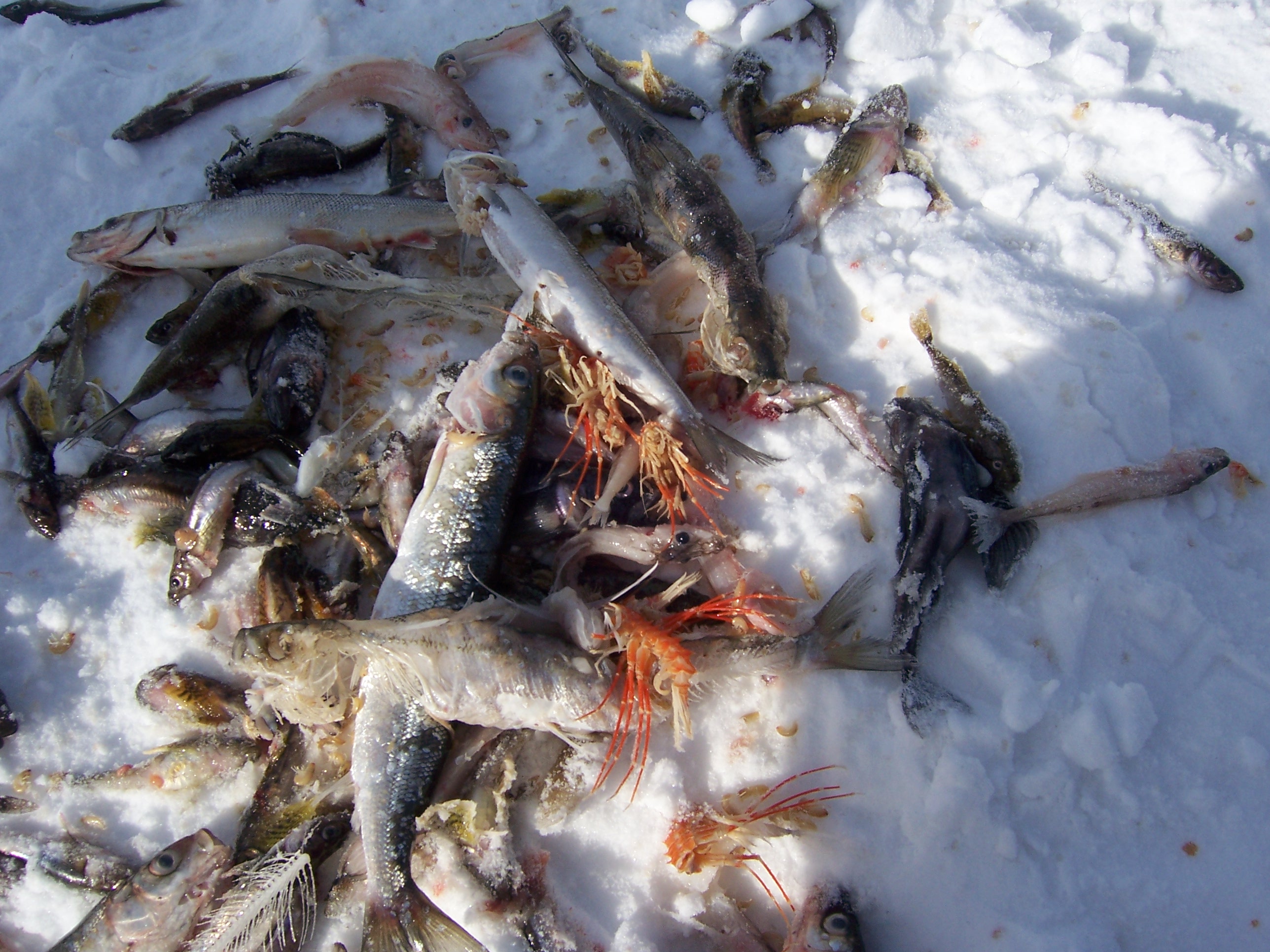 File:Ice-fishing on Baikal 4.jpg - Wikimedia Commons