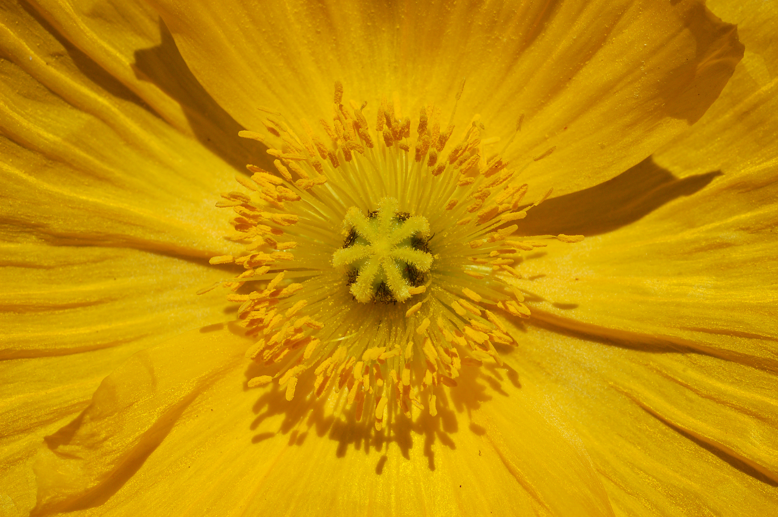 Yellow center. Papaver nudicaule 'Champagne Bubbles Yellow' (Iceland Poppy). Papaver kuvajevii желтый. Йеллоу Баблз,.