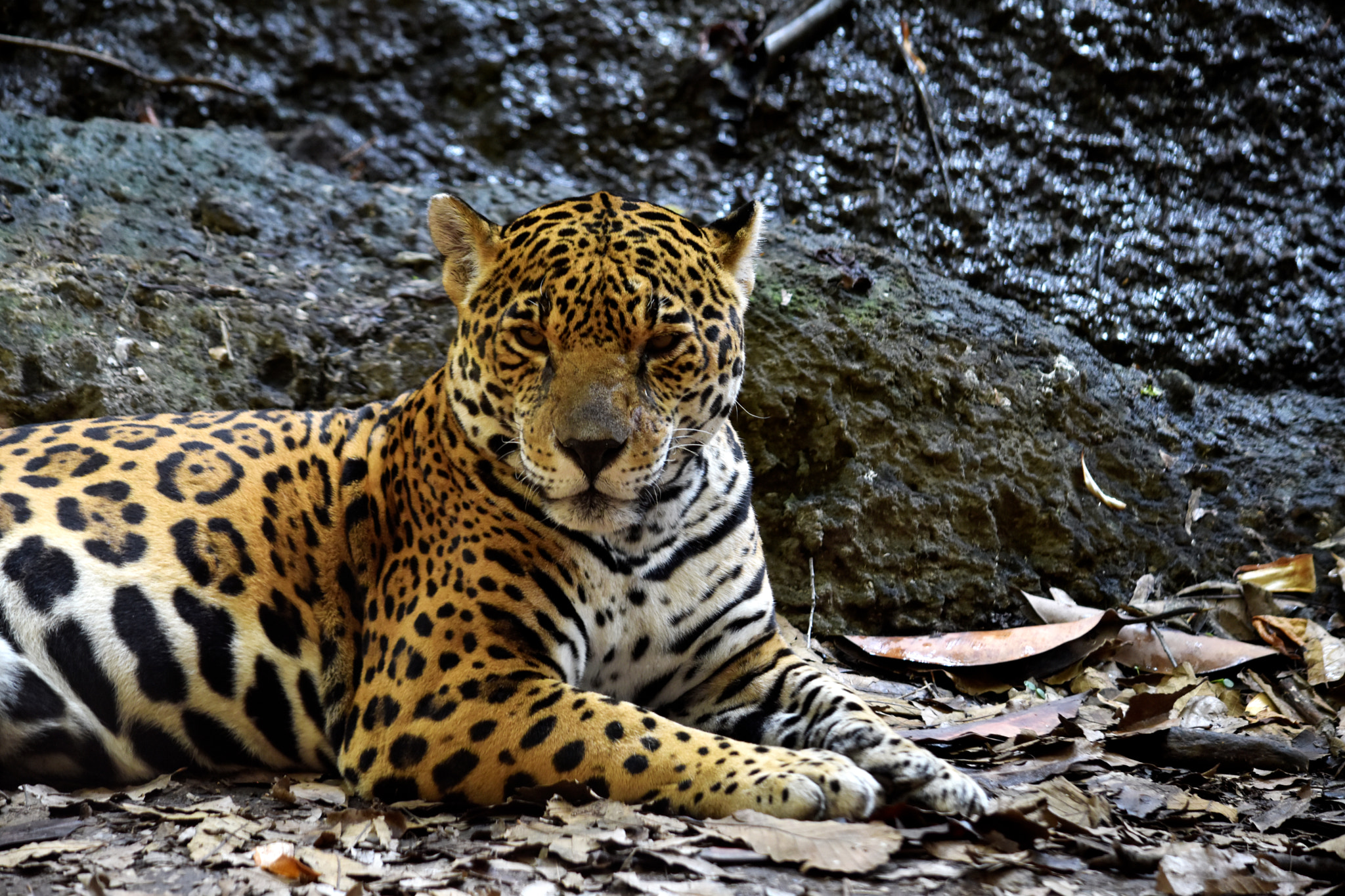 File:Jaguar (155349039).jpeg - Wikimedia Commons