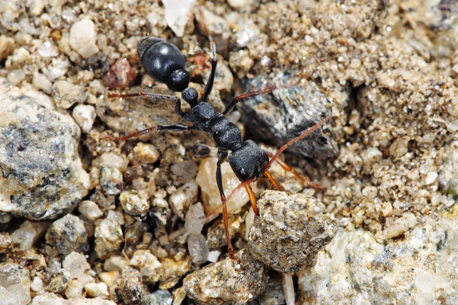 Муравей анапа. Myrmecia pilosula. Черный муравей бульдог в Австралии. Myrmecia brevinoda. Джек Джампер муравей.