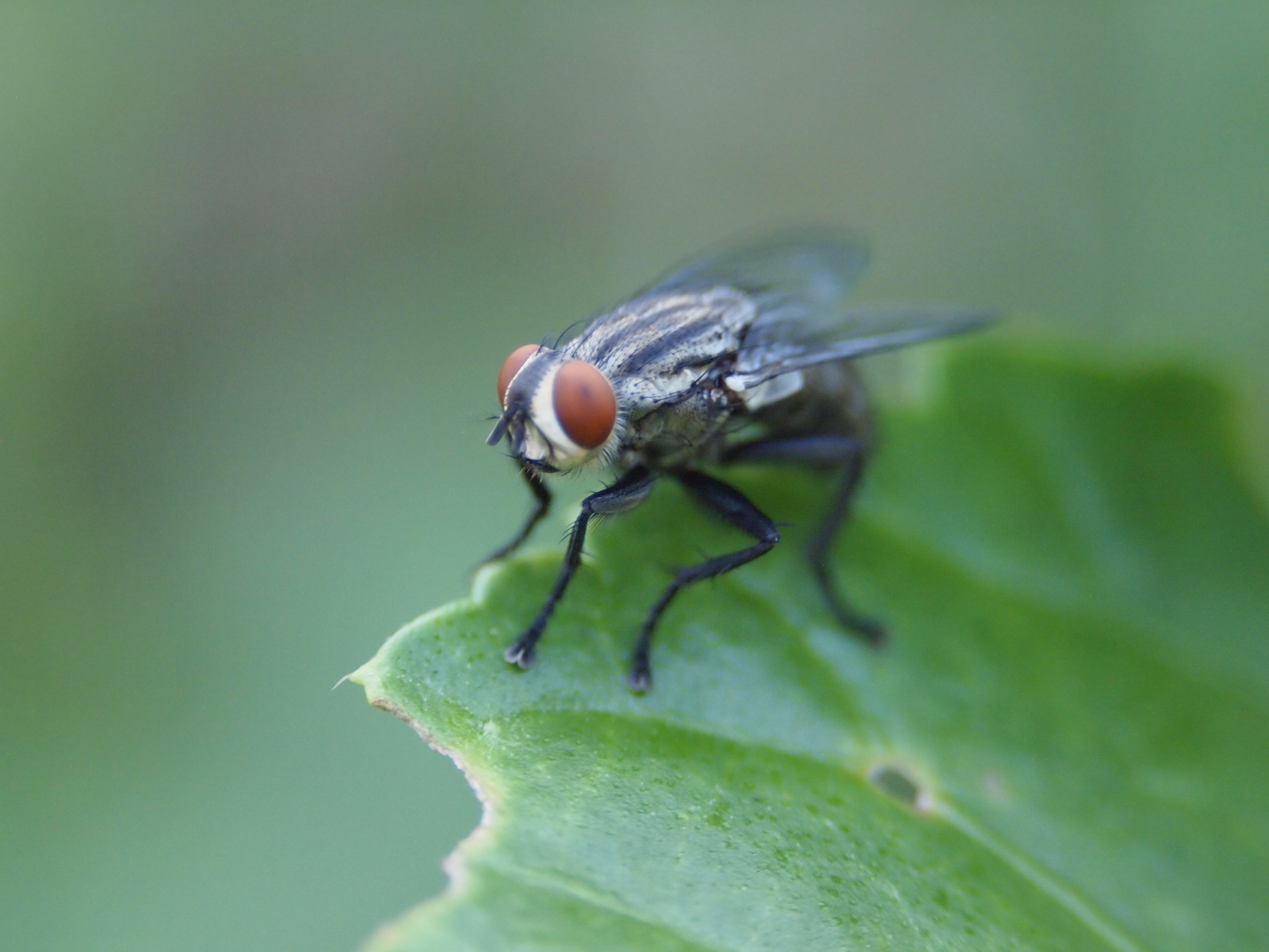 File Lalat  buah jpg Wikimedia Commons