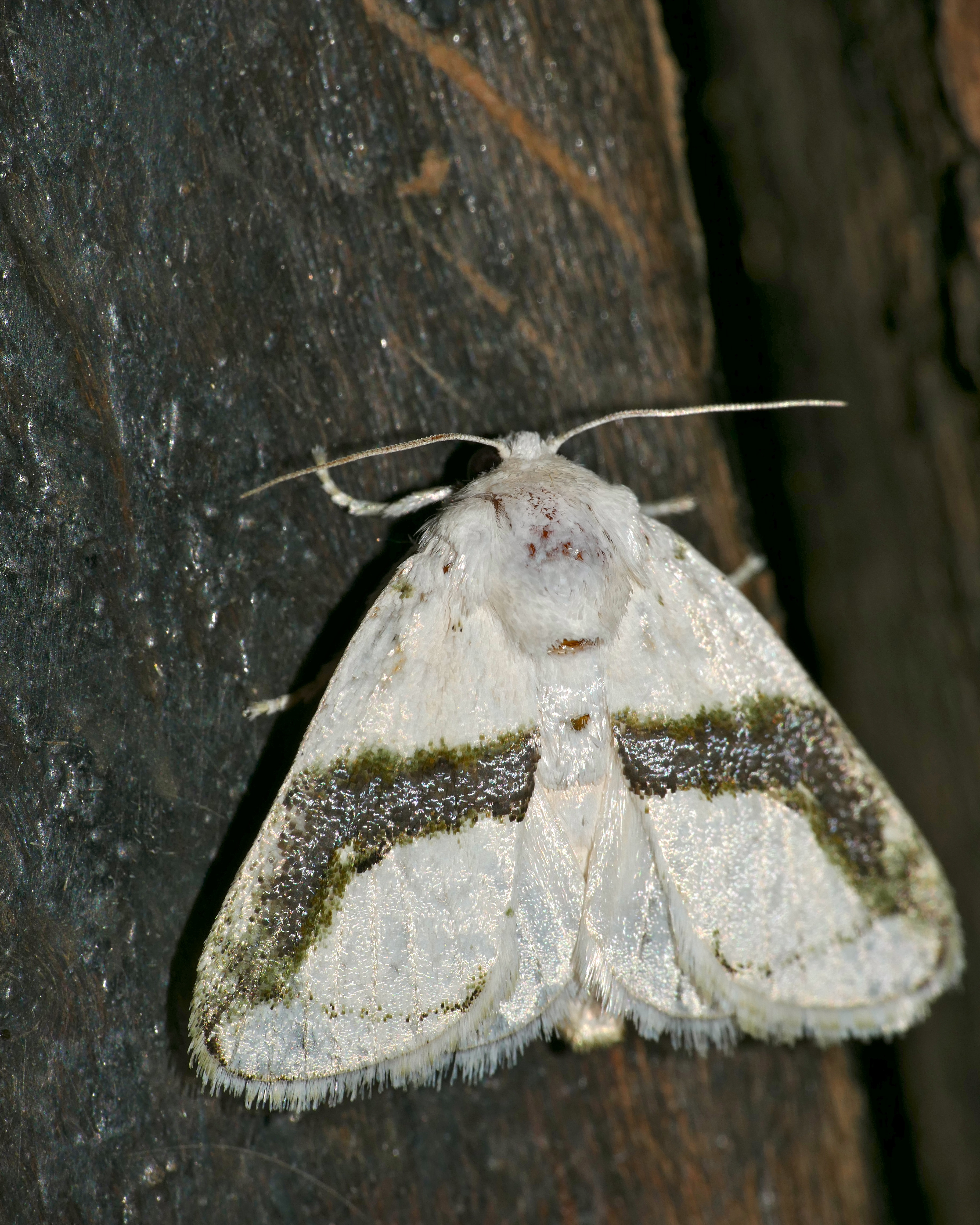 Learner Slug Moth (Afraltha chionostola) (16568121669).jpg