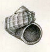 <i>Liotia admirabilis</i> species of mollusc