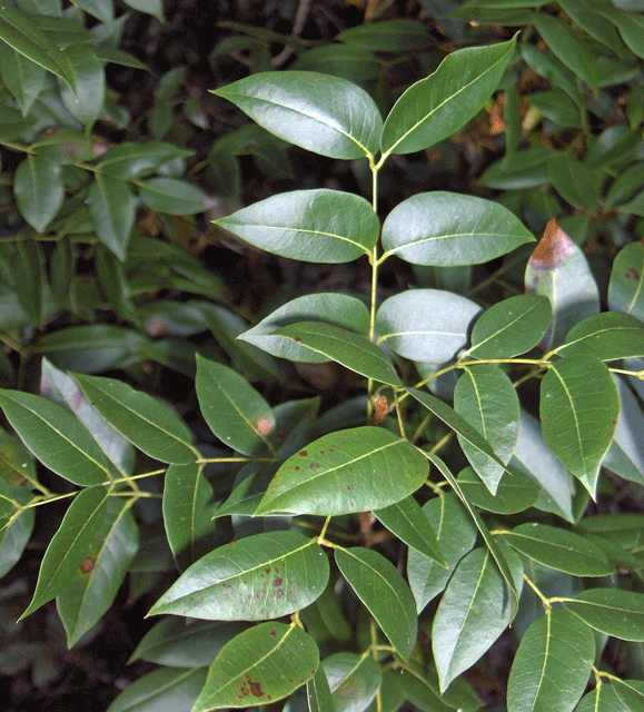 File:Caobo - Cedro caoba (Swietenia macrophylla) (14557718478).jpg -  Wikimedia Commons