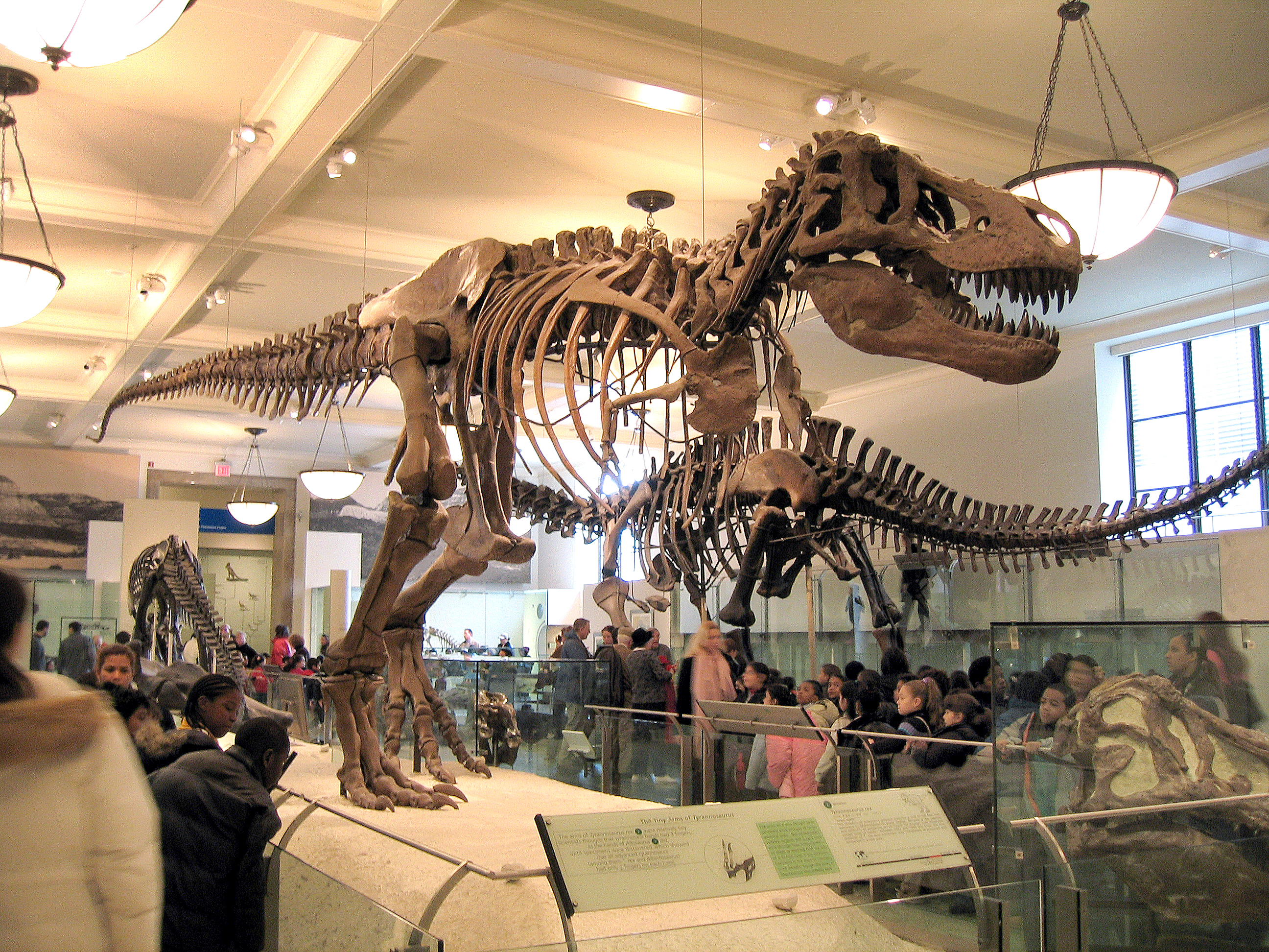 American Museum of Natural History – Museum Review