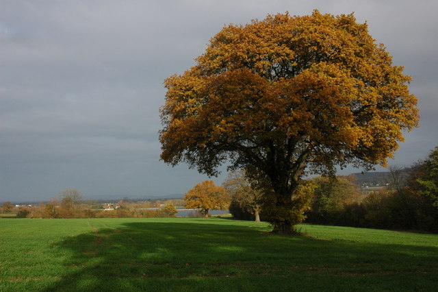 File:Oak trees at Great Witcombe - geograph.org.uk - 622885.jpg