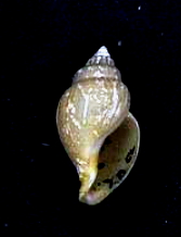 <i>Obesotoma</i> Genus of gastropods