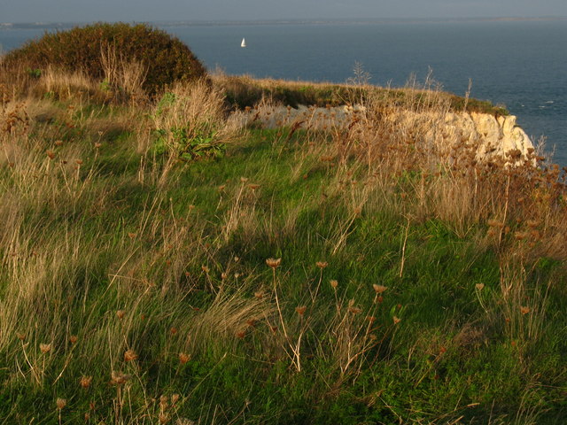 On the edge of Old Harry Rocks - geograph.org.uk - 1095749