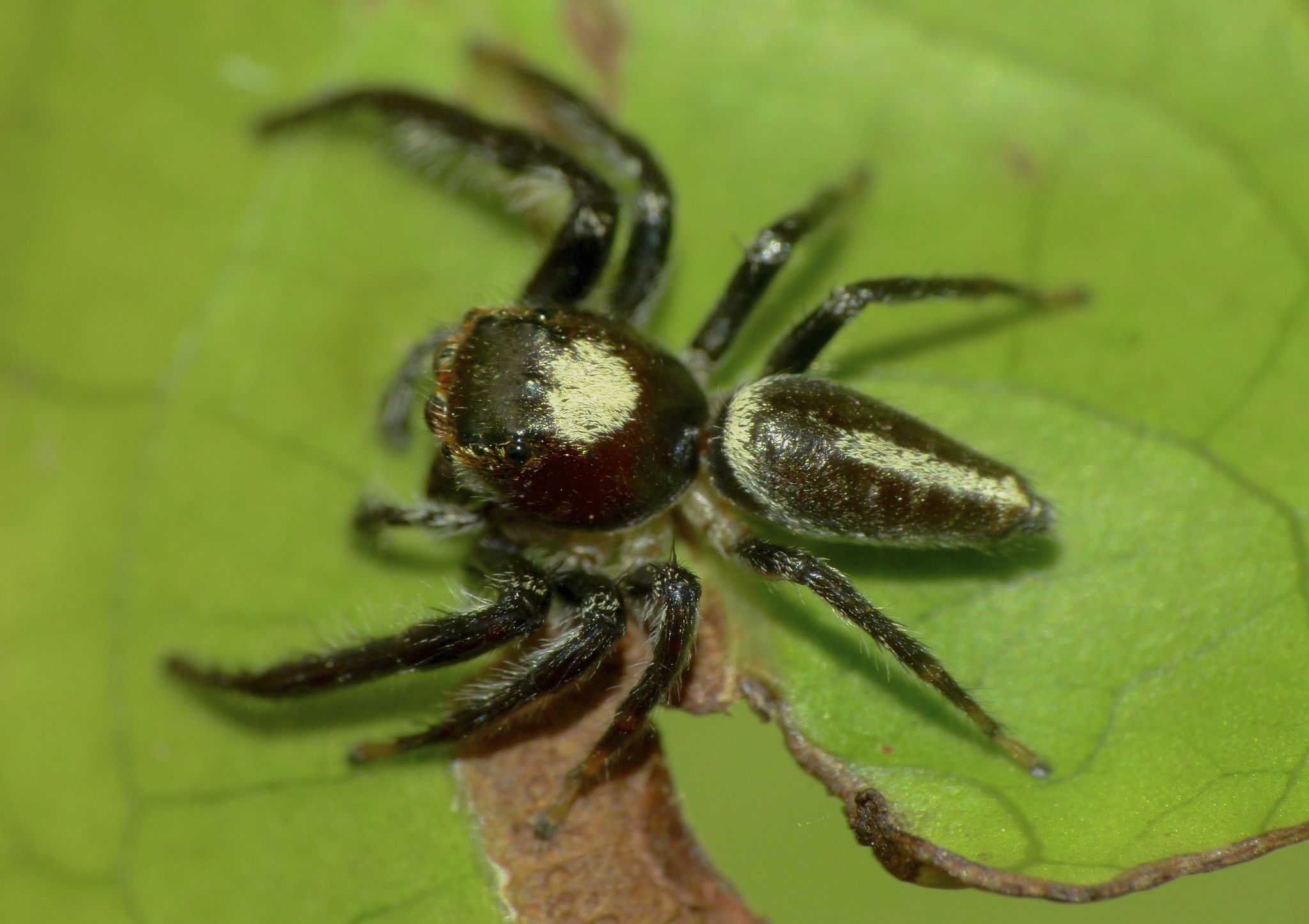Spiders of Australia - Wikipedia