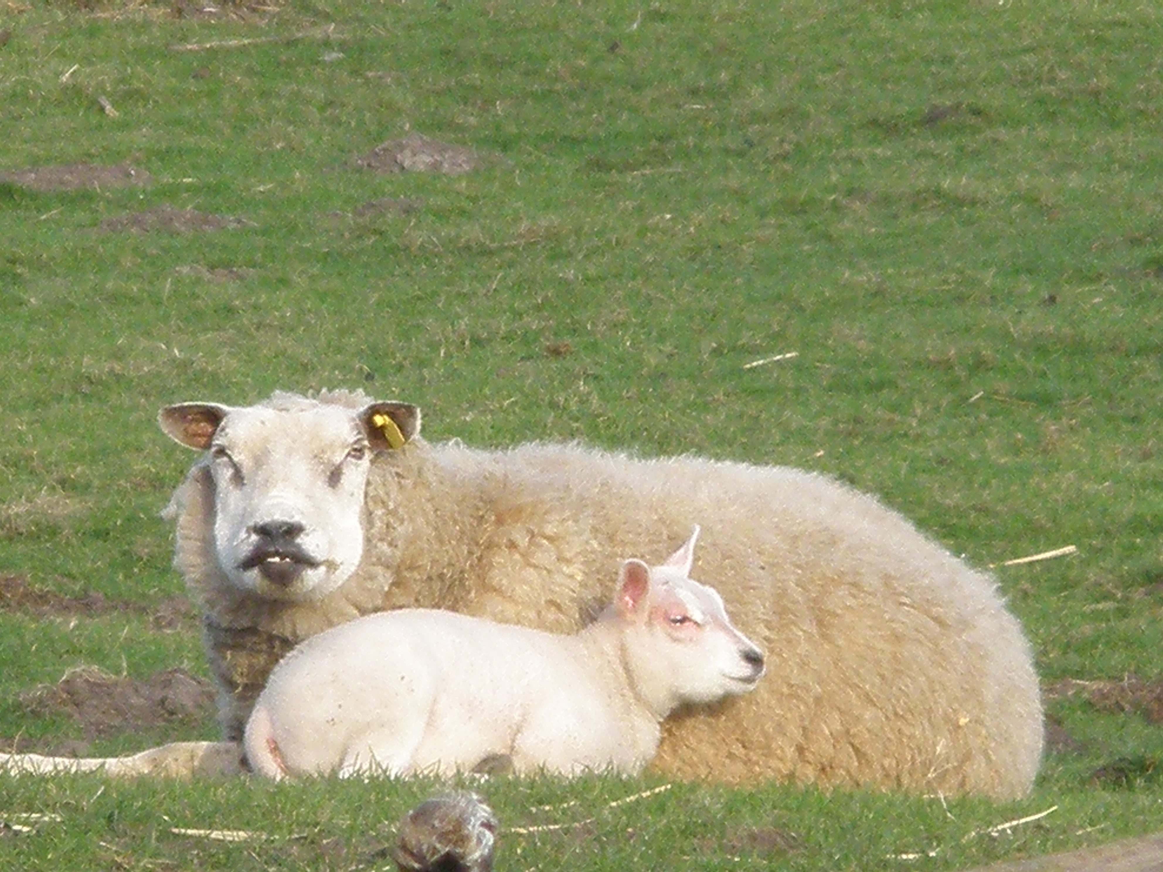 wees stil Waarschijnlijk drempel File:Oud schaap met lam in WIlleskop.JPG - Wikimedia Commons