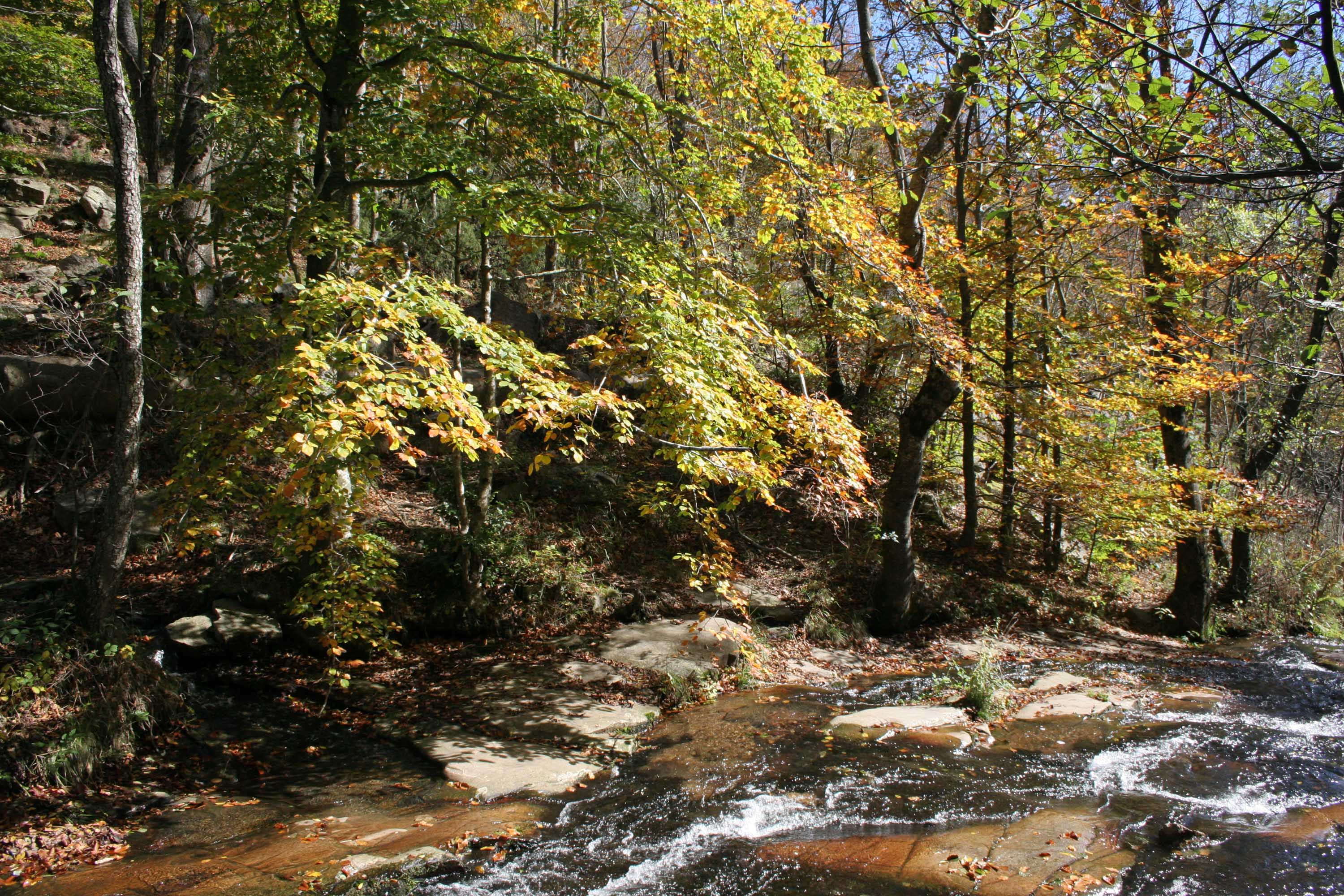 Archivopaisaje Del Montseny En Otoño Wikipedia La Enciclopedia 4244