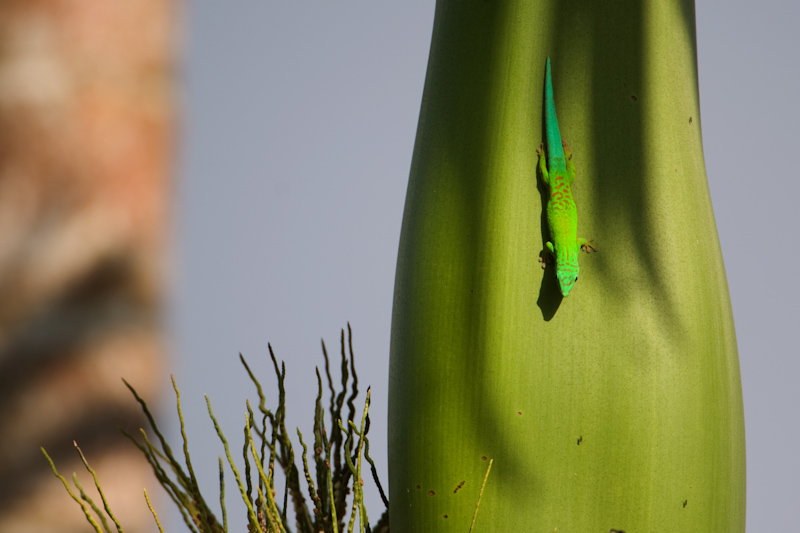 File:Phelsuma andamanense.jpg