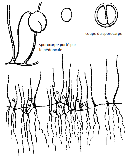 File:Pilularia minuta (flore de Coste).png