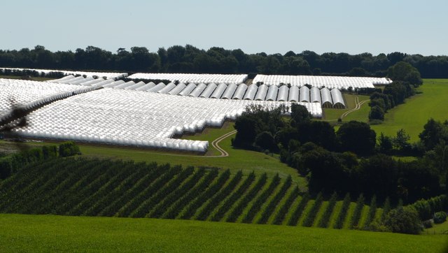 File:Polytunnels, Little Pett Farm - geograph.org.uk - 4873810.jpg