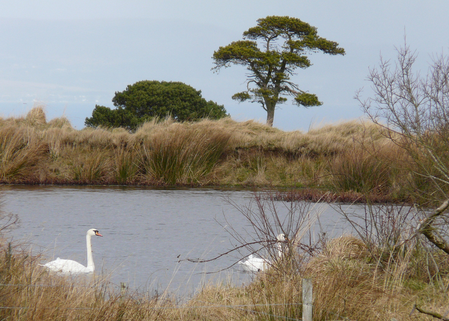 File:Pond on Nigg Hill - geograph.org.uk - 706967.jpg