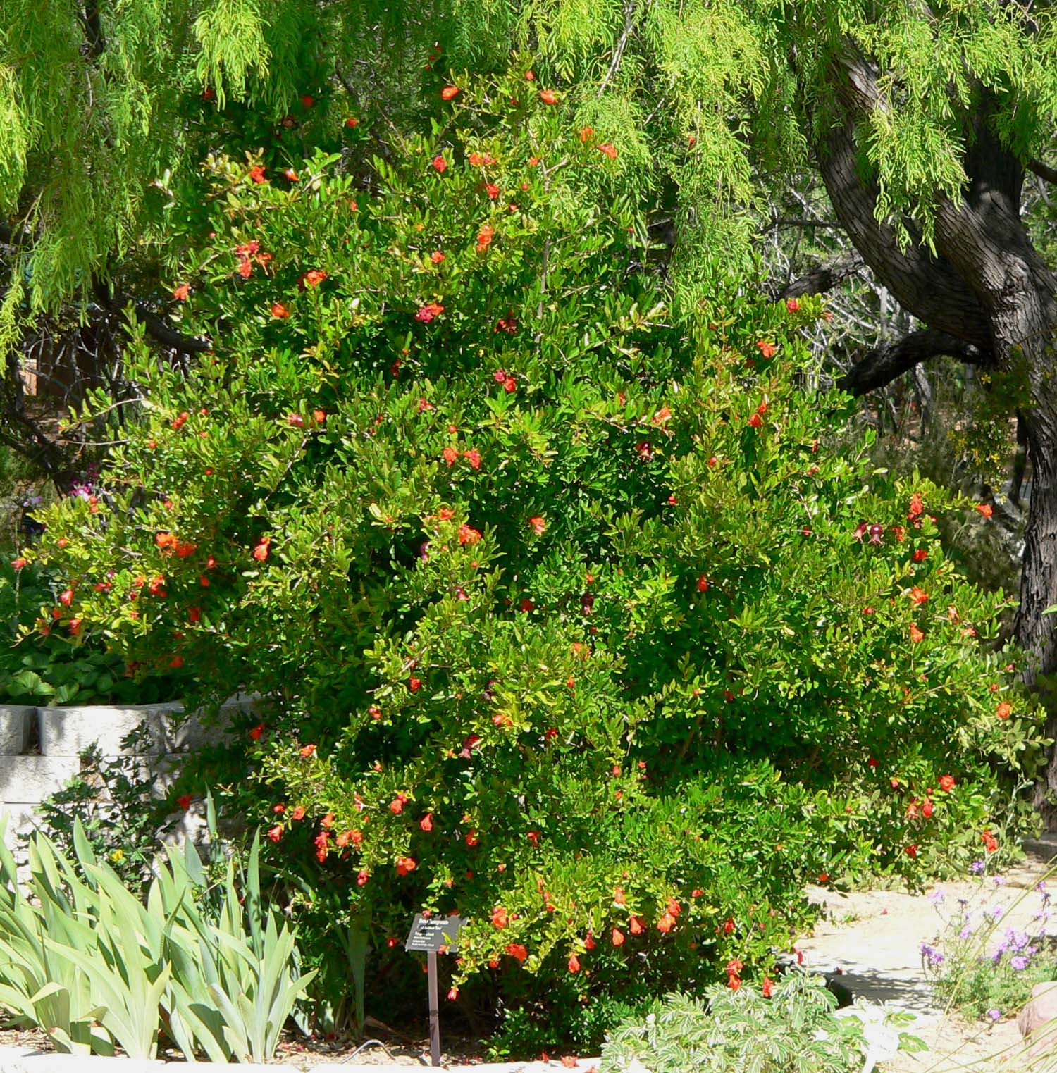 гранатовое дерево фото