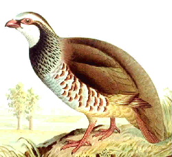 File:Redleggedpartridge35.jpg