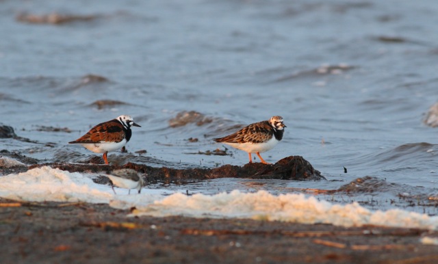 File:Ruddy Turnstones (14047829848).jpg