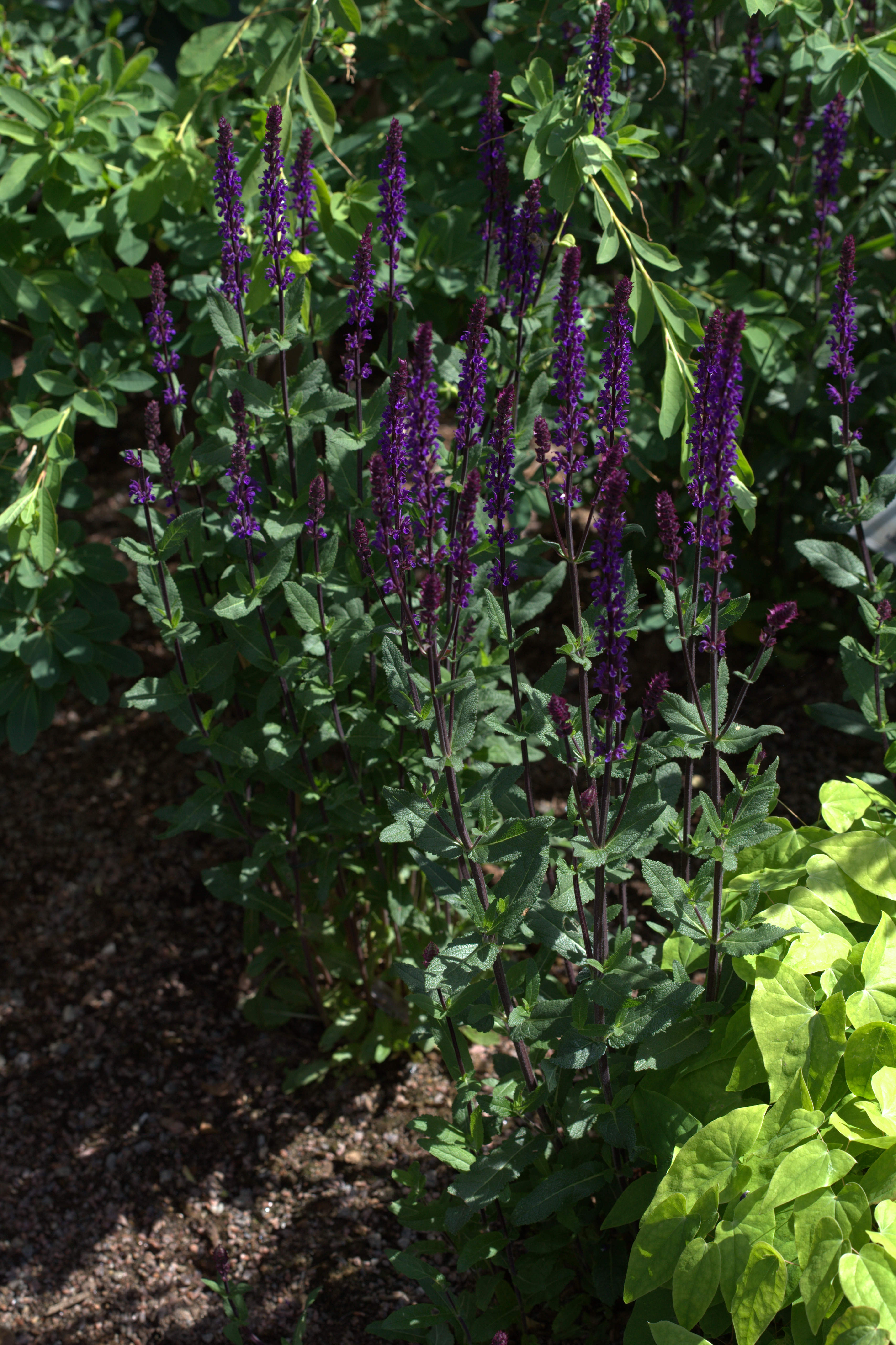 Salvia nemorosa Caradonna