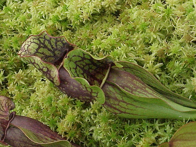 File:Sarracenia purpurea0.jpg