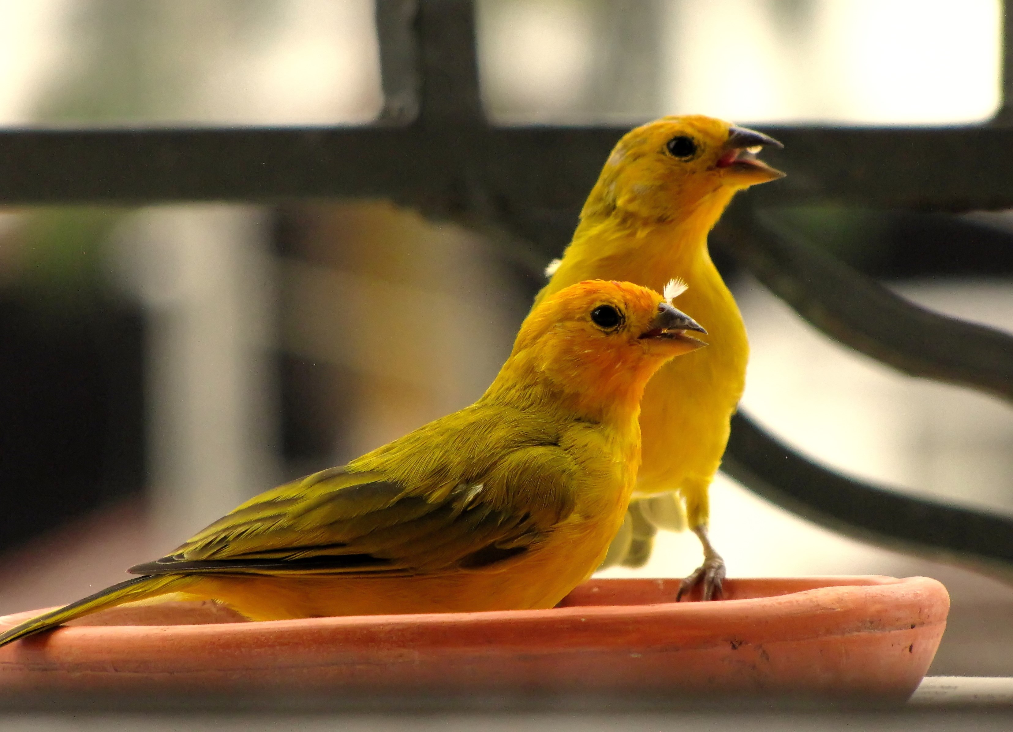 Cuanto dura un canario amarillo