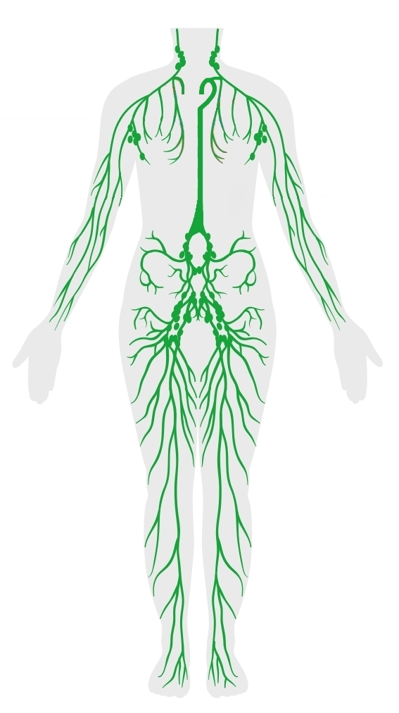 Abdomen externo normal: MedlinePlus enciclopedia médica illustración