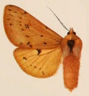 <i>Spilosoma fraterna</i> Species of moth