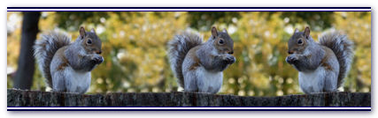 File:Squirrels 01.jpg