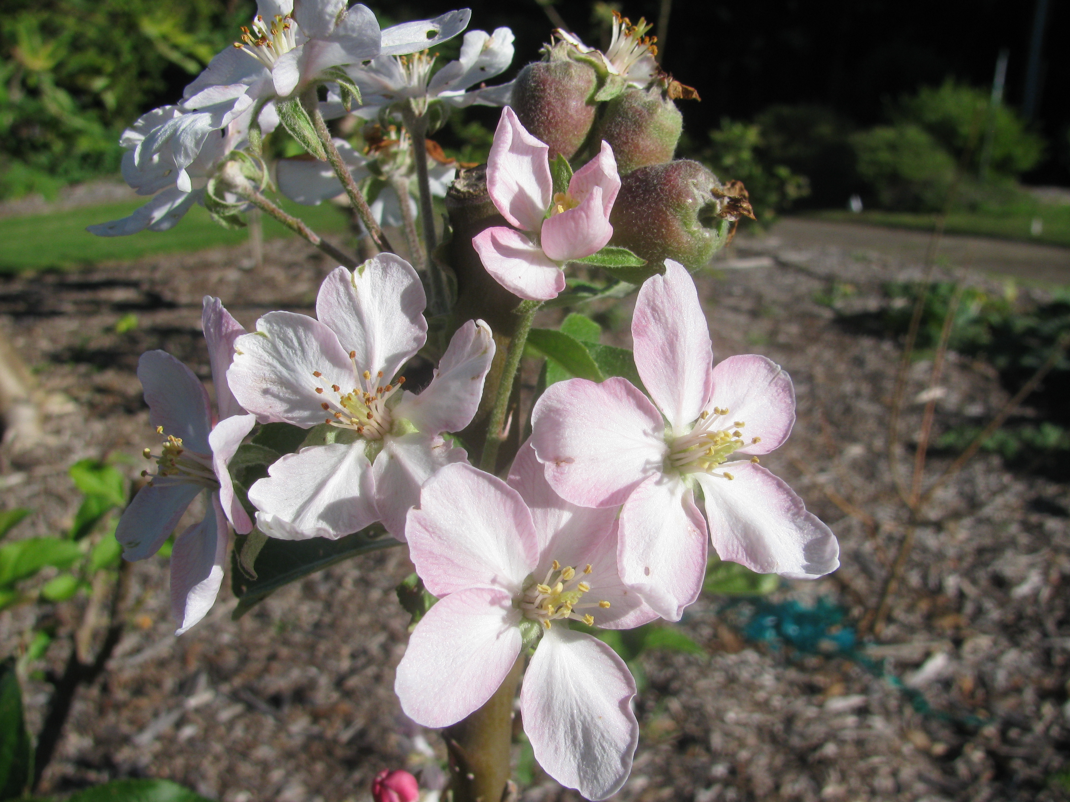 Malus Butterball Fruits С†РІРµС‚РєРё