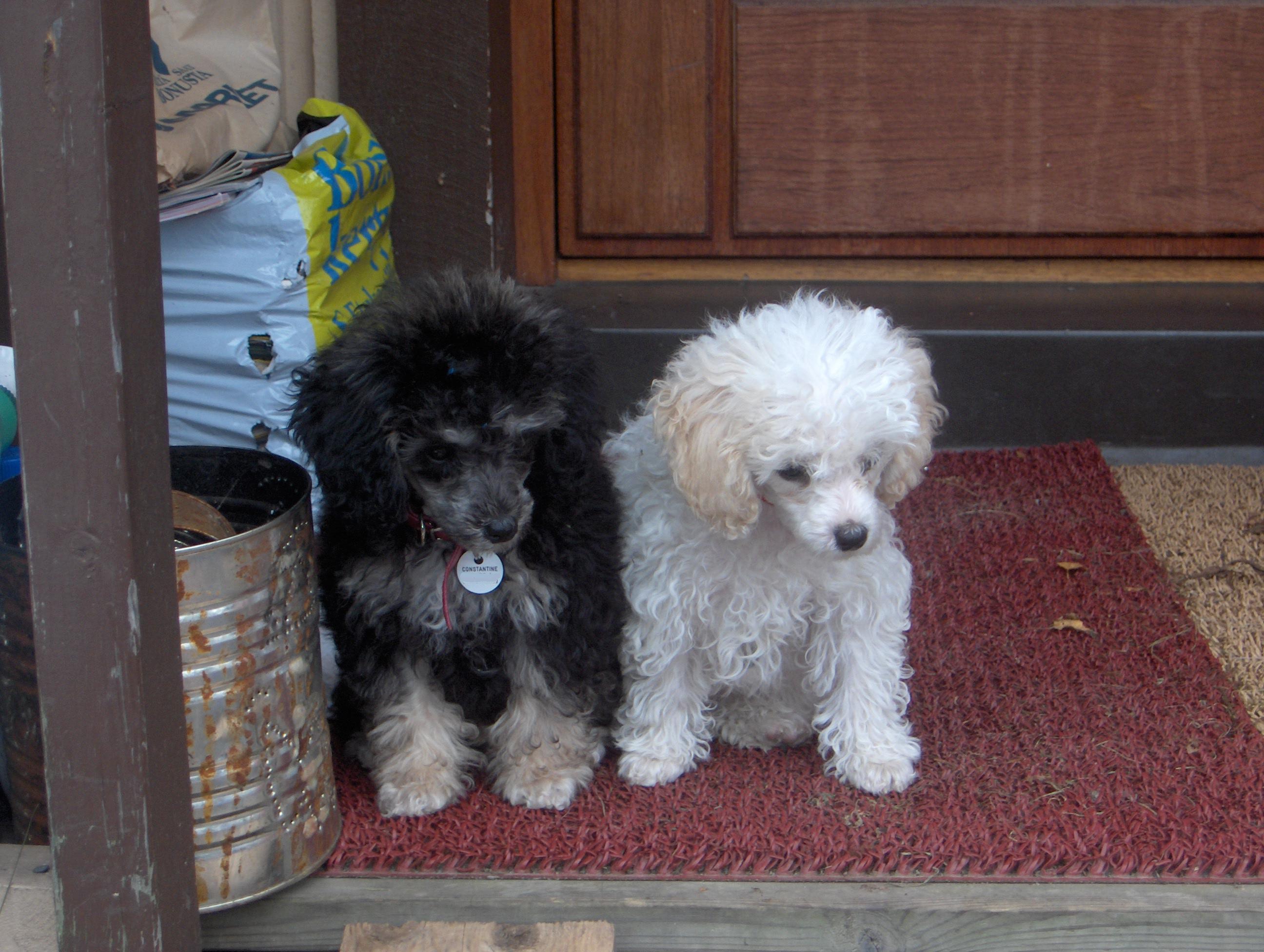 ファイル:Toy 'parti' poodle puppies - 1 