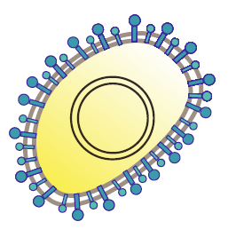 File:Viruses.11.-2019-76-Tbl-1-Plasmaviridae.png