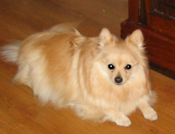 german spitz klein