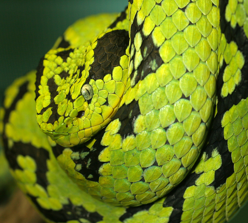 Green Bush Viper (Atheris chlorechis) · iNaturalist Guatemala